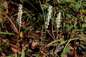 Spiranthes odorata
