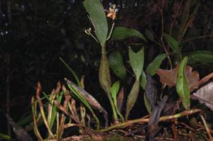 Callostylis rigida
