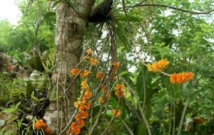 Dendrobium bullenianum