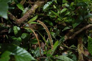 Dendrochilum gracile