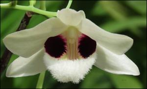 Dendrobium pulchellum