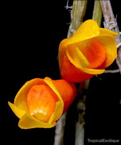 Dendrobium subclausum var. subclausum