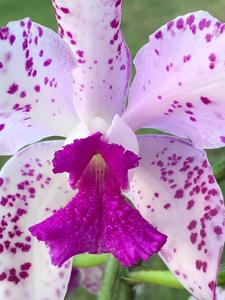 Cattleya amethystoglossa