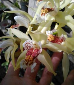 Coelogyne asperata