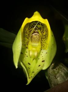 Catasetum macrocarpum