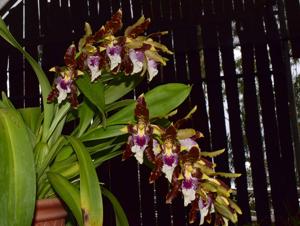 Oncidium harryanum