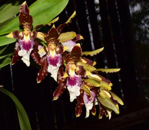 Oncidium harryanum