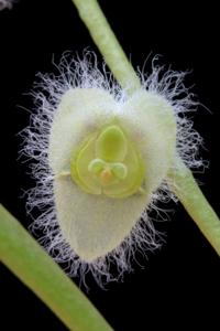Stelis eublepharis