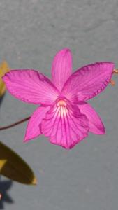 Broughtonia ortgiesiana