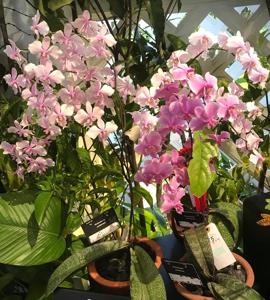 Phalaenopsis schilleriana