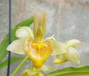 Catasetum spitzii