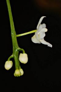 Phalaenopsis deliciosa subsp. deliciosa