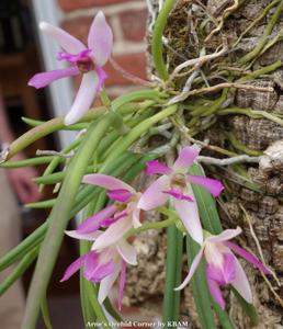 Leptotes pohlitinocoi