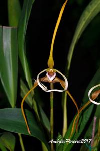 Maxillaria fractiflexa