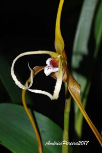 Maxillaria fractiflexa