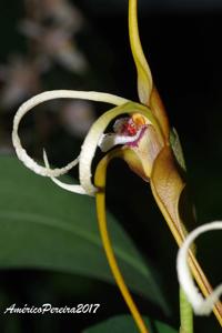 Maxillaria fractiflexa