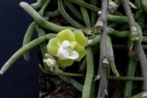 Chiloschista viridiflava