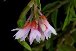Dendrobium alaticaulinum