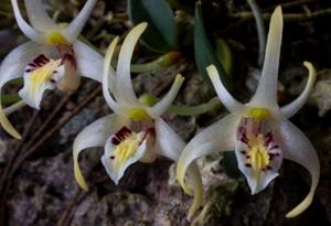 Dendrobium chrysotropis