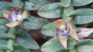 Dichaea muricatoides