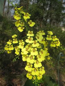 Rossioglossum ampliatum