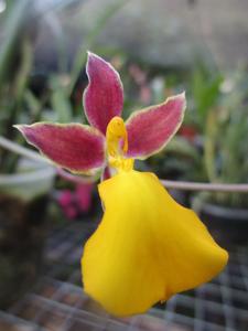 Mexicoa ghiesbreghtiana