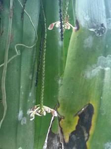 Brachypeza indusiata