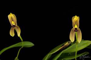Maxillaria lineolata