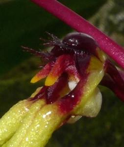 Bulbophyllum brienianum