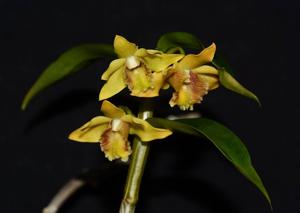 Dendrobium ruckeri