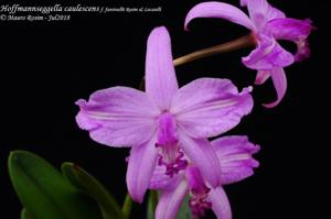 Cattleya caulescens