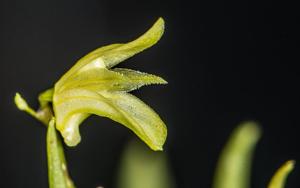 Pabstiella calcarata