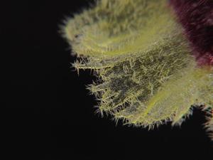 Gastrochilus retrocallus