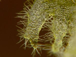 Gastrochilus retrocallus