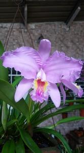 Cattleya lueddemanniana