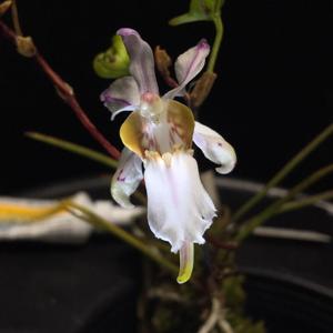 Holcoglossum quasipinifolium