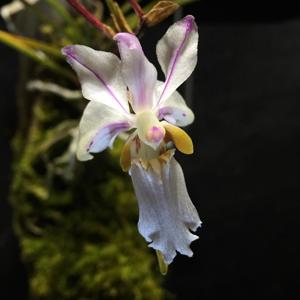 Holcoglossum quasipinifolium