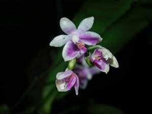 Phalaenopsis modesta