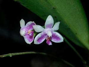 Phalaenopsis modesta