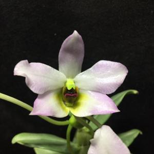 Dendrobium trantuanii