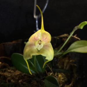 Masdevallia asterotricha