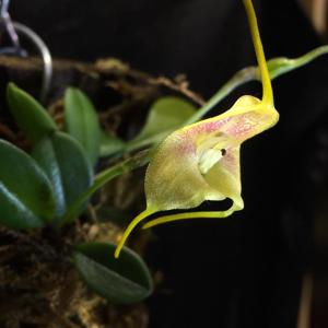 Masdevallia asterotricha