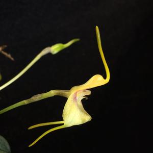 Masdevallia asterotricha