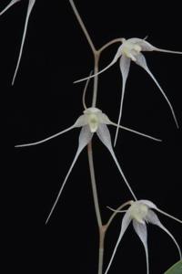 Opilionanthe manningii