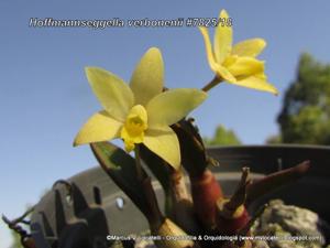 Cattleya verboonenii