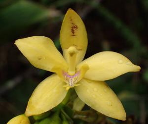 Spathoglottis aurea