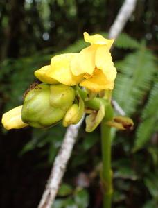 Spathoglottis aurea