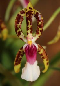 Oncidium schroederianum