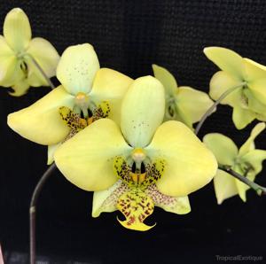 Phalaenopsis stuartiana