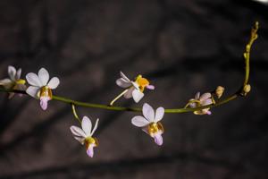 Phalaenopsis pulcherrima